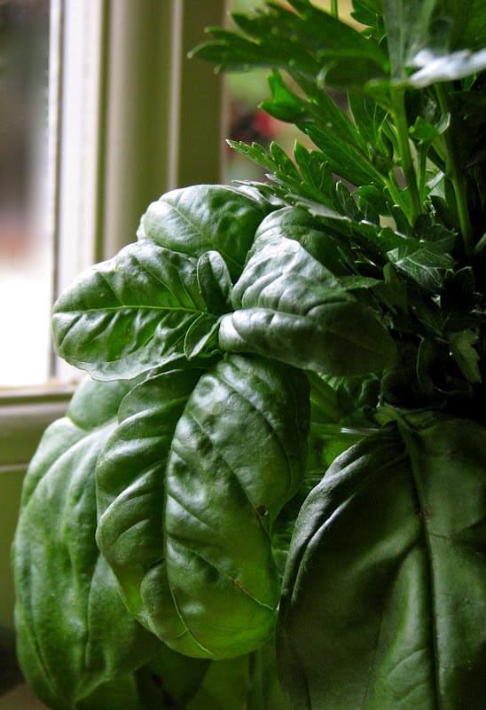 how to keep basil fresh in your kitchen