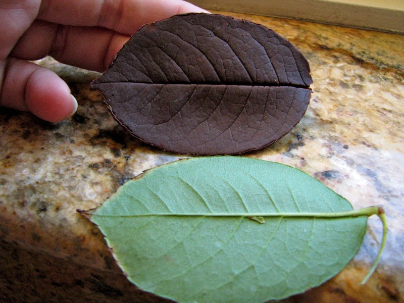 chocolate leaf and rose leaf