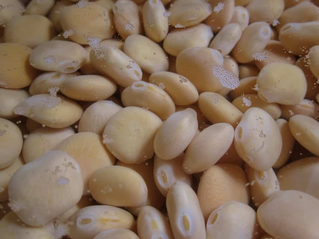 Lupini beans Italian Christmas tradition in water