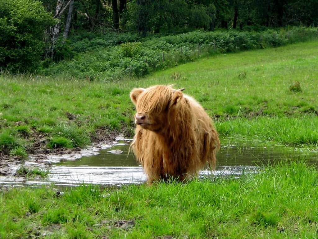 Highland cow near Loch Lomond