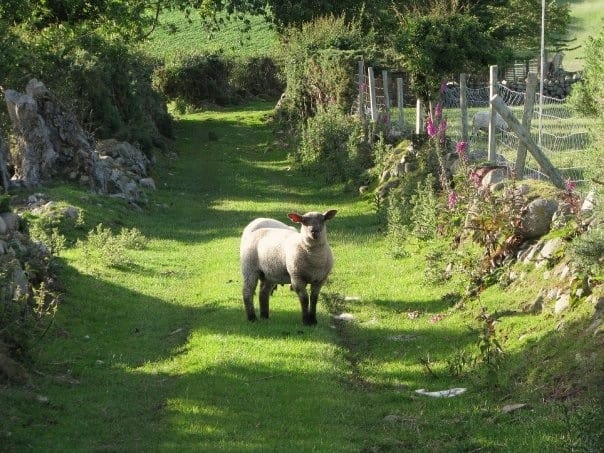 a sheep in the Irish countryside