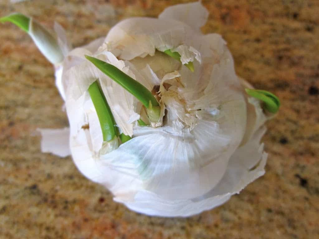 growing head of garlic