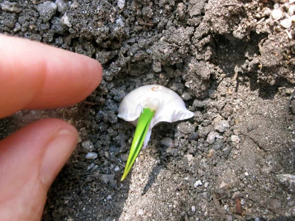 planting a growing clove of garlic