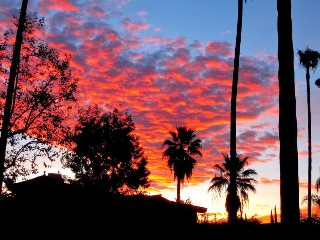 LA sunset with palm trees