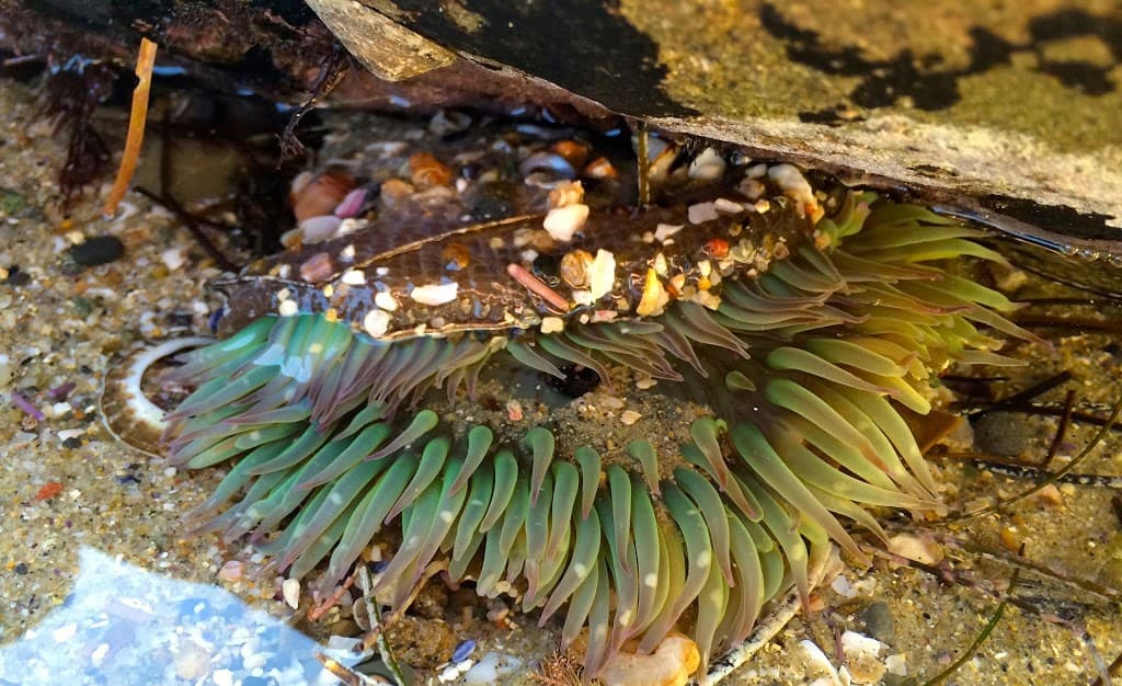 anemone 