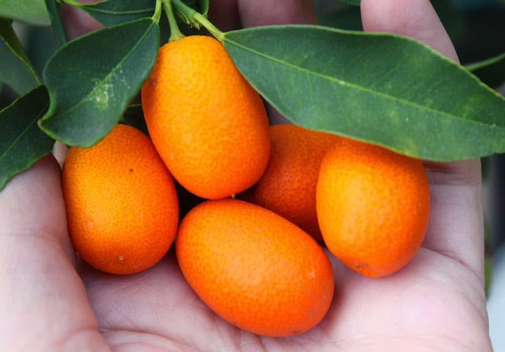 how to eat a kumquat