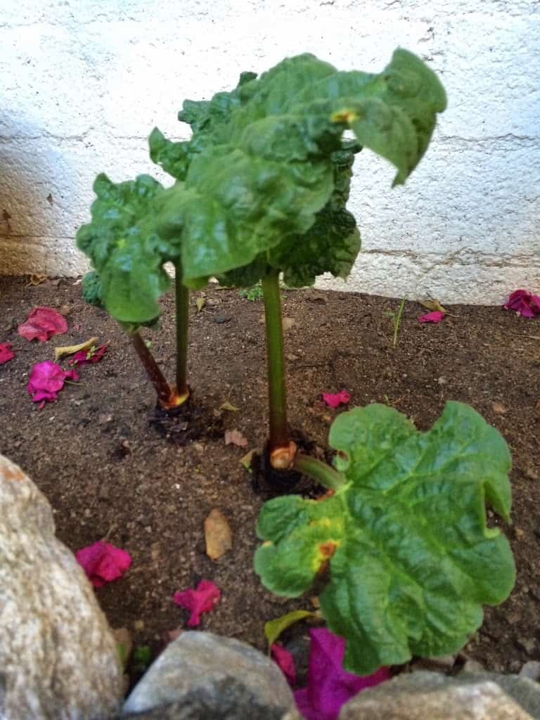 rhubarb plant in California