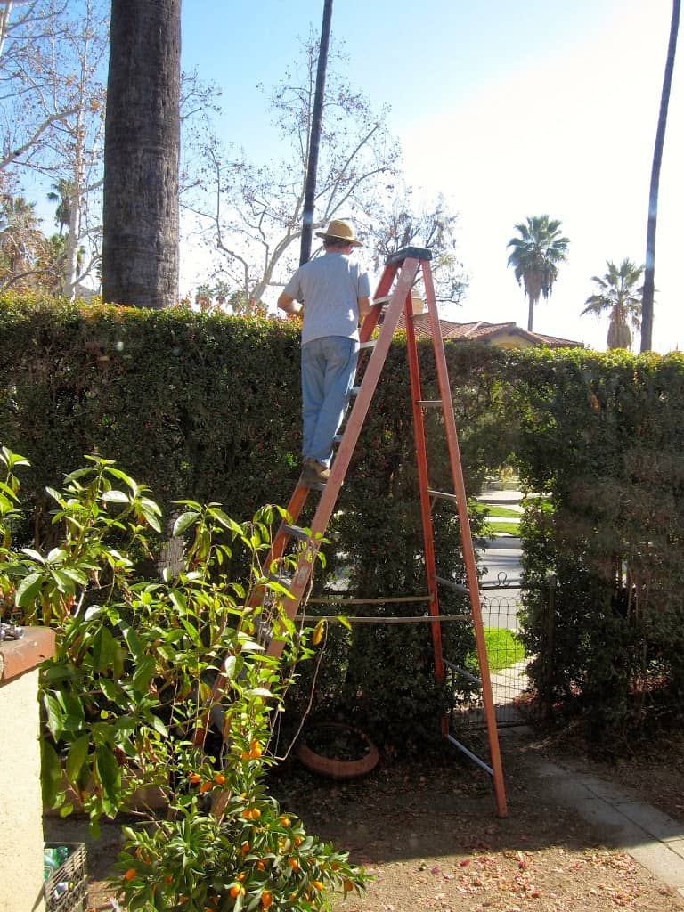 Dad trimming my hedges