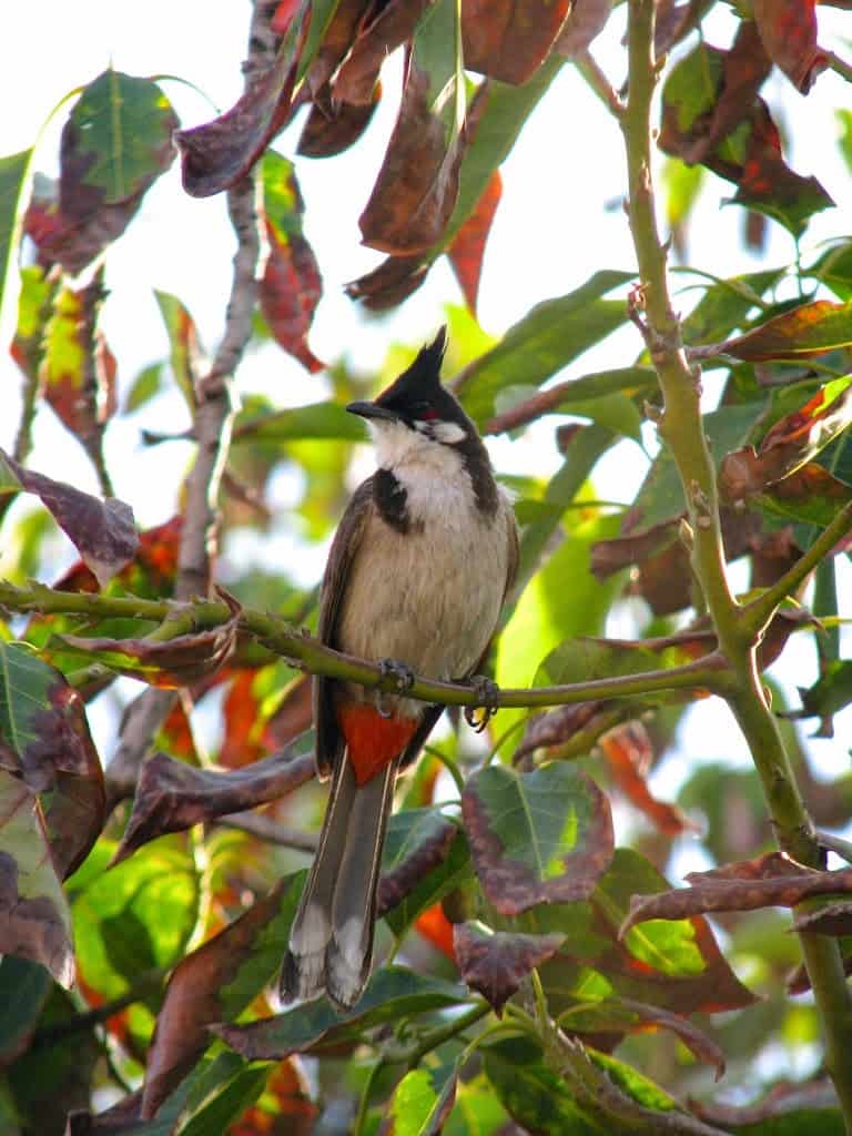 a Red Whiskered Bulbul in an avocado tree