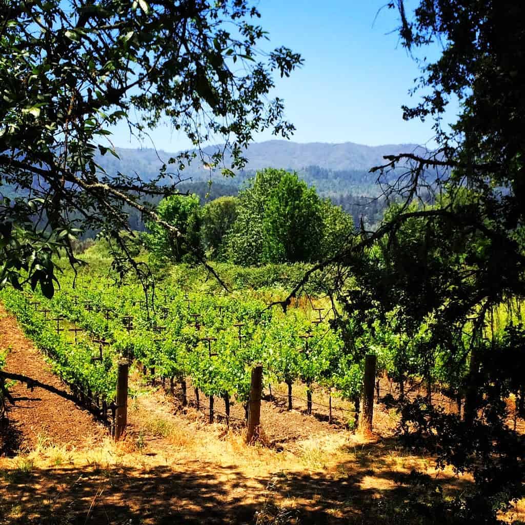 Napa vineyard view from the wine train