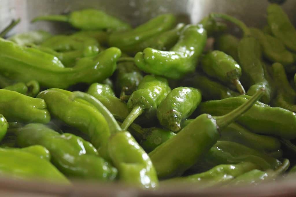 Shishito Peppers simply fried and blistered