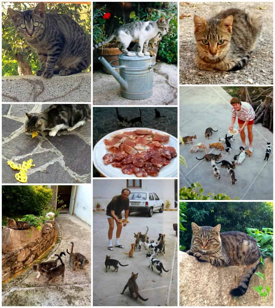 cats in Italy collage Christina's Cucina