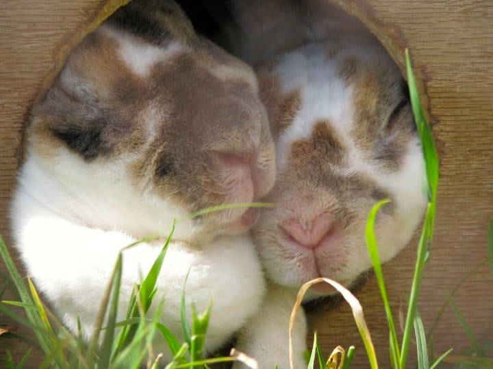 two sleeping bunnies