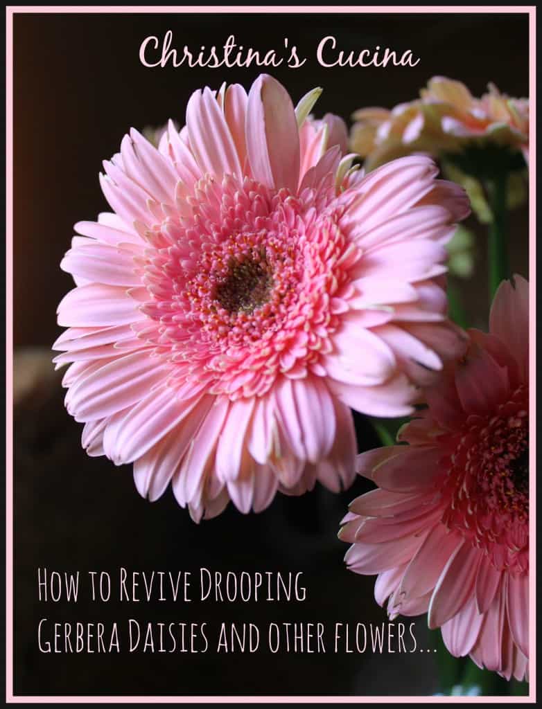 How to revive drooping gerbera daisies
