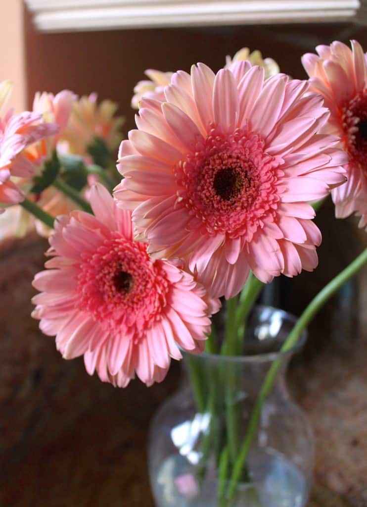 how to revive Gerbera daisies after hat-pin trick