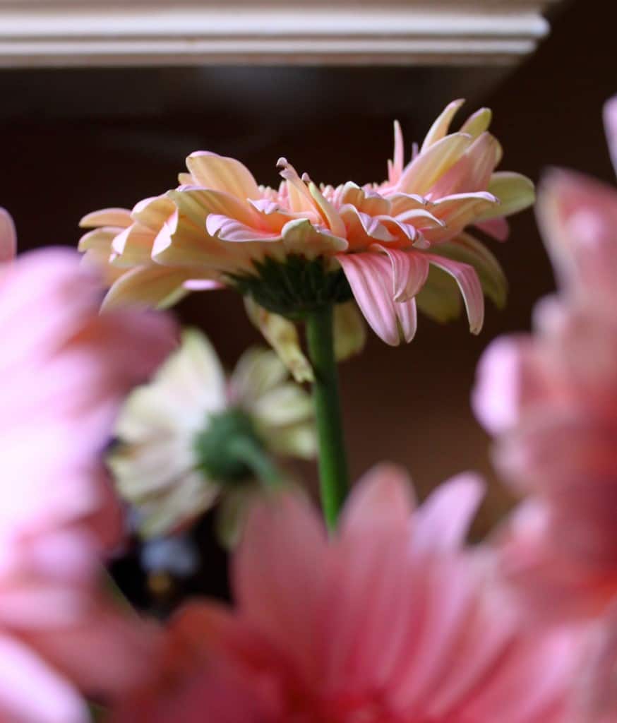 how to revive Gerbera Daisies and other flowers