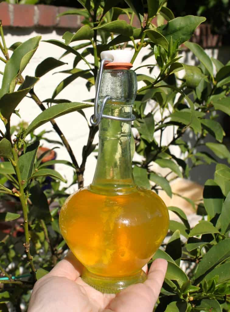 Kumquat Liqueur in front of my kumquat tree