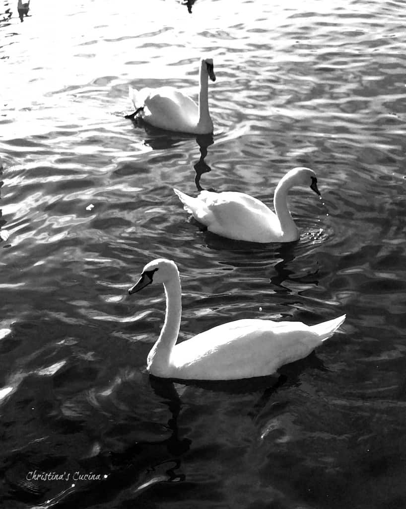 Black and white swans on Lake Geneva Christinas Cucina