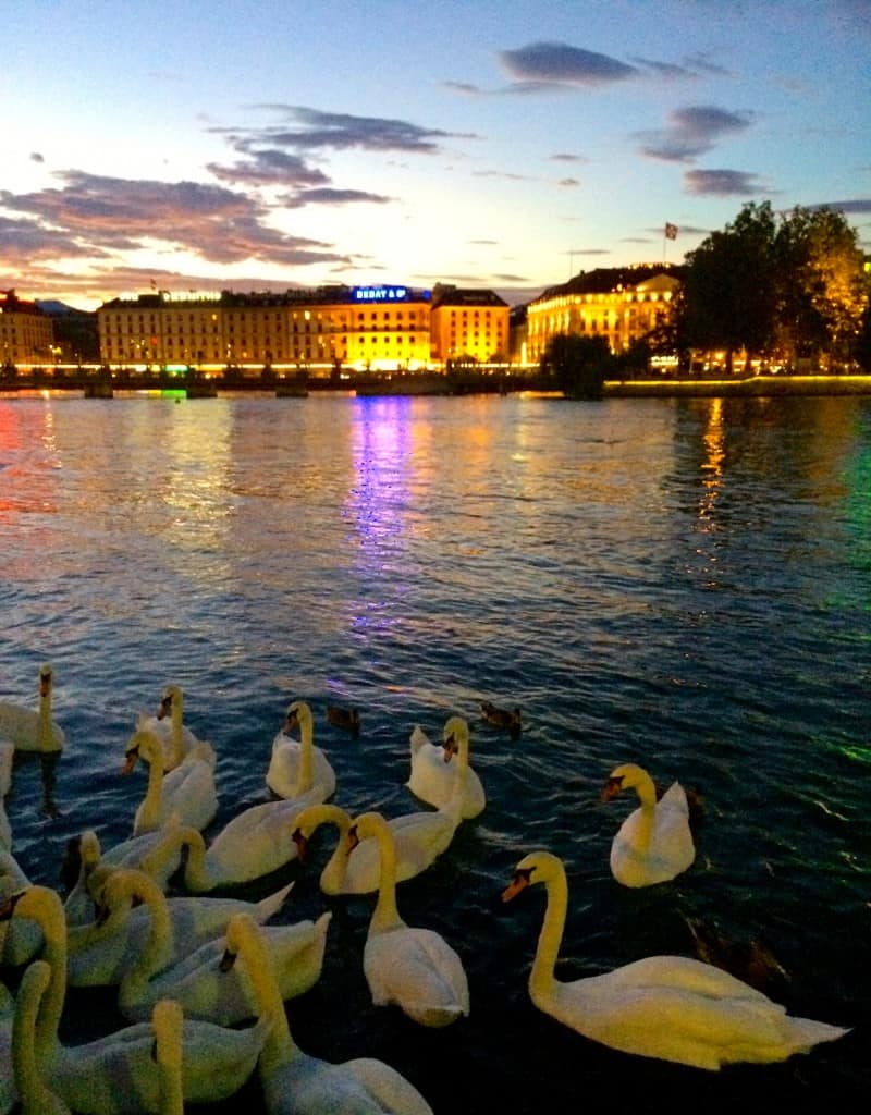 Swans and lights on Lake Geneva