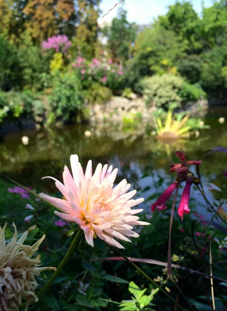 Dahlia in Bordeaux