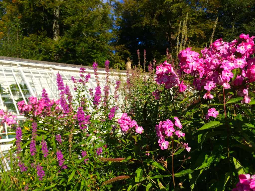 Pink stock at Geilston Garden, Scotland