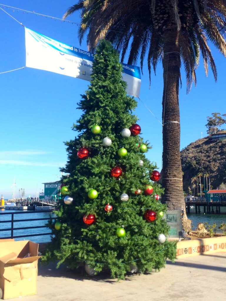 Christmas tree on Catalina Island, California