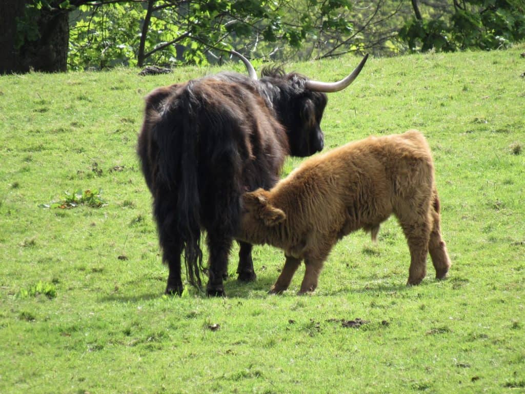 Highland cows (or coos) at Pollock Park in Glasgow