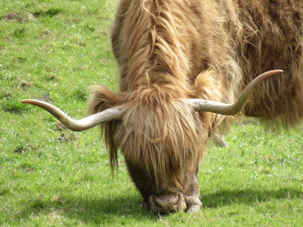 Highland cow (or coo) at Pollock Park in Glasgow
