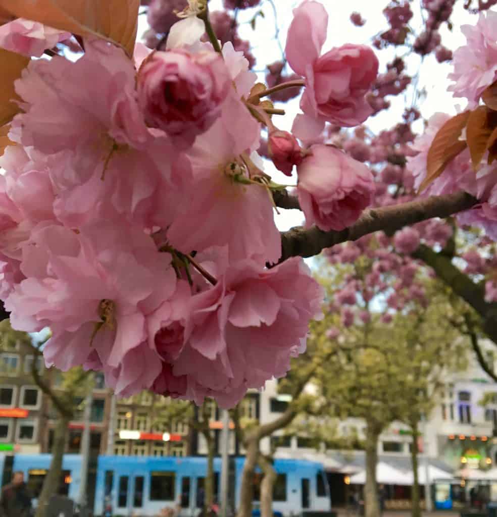 Amsterdam, blossoms