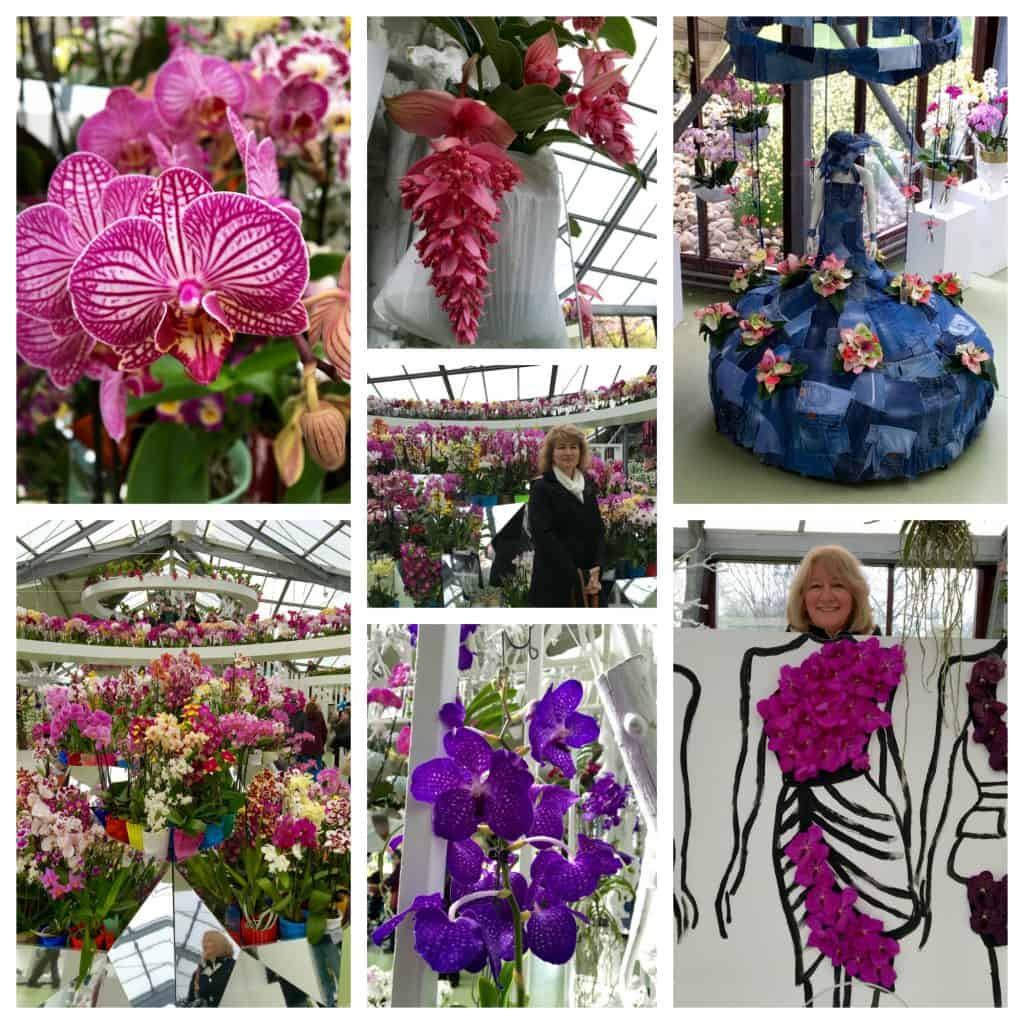 orchids at Keukenhof Gardens