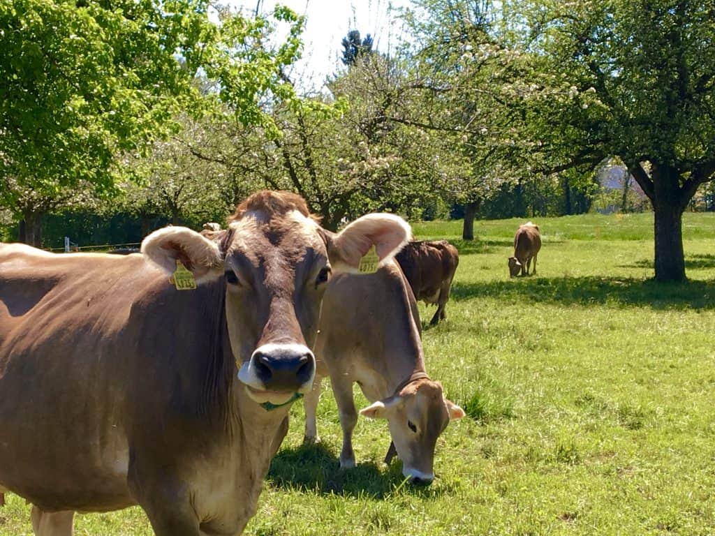 Swiss cows in a field driving from Switzerland to the Italian Lakes