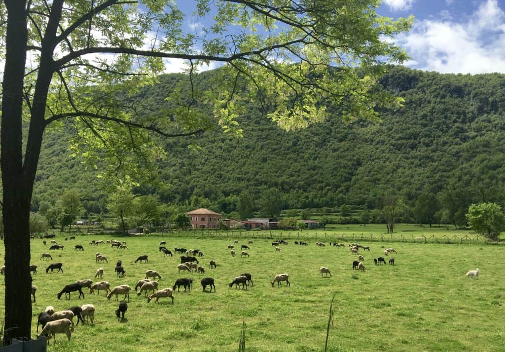 Sheep grazing in a field in Italy