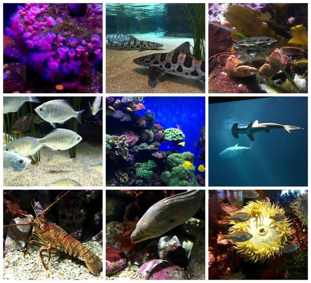 Aquarium collage (Monterey)