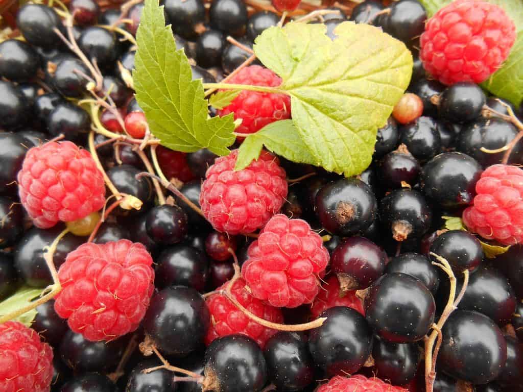 Blackcurrants and raspberries