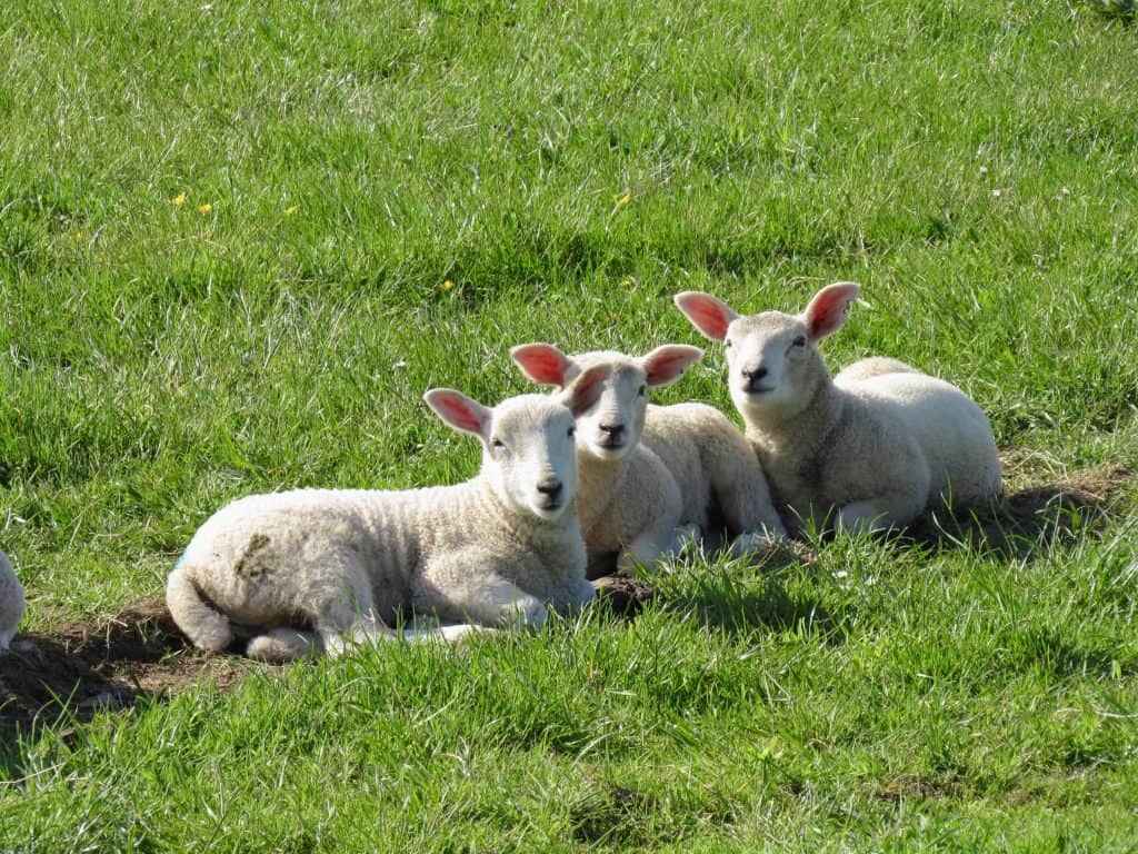 three lambs lying down on grass in Scotland