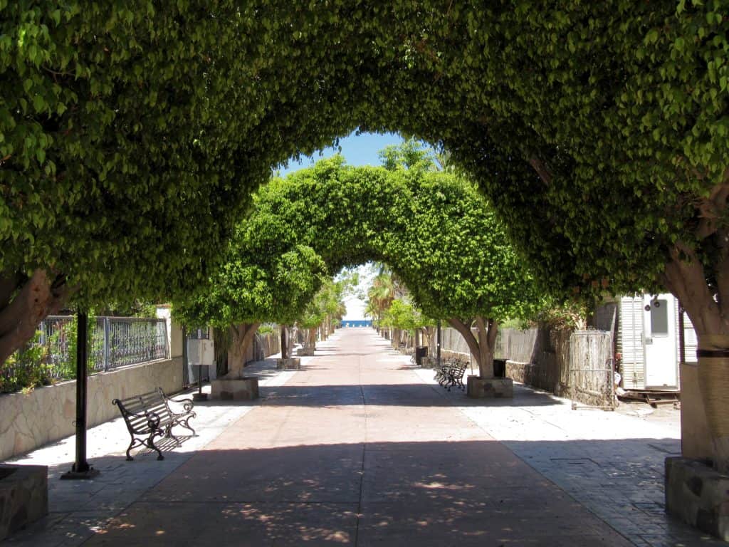 Ficus arches in Loreto Mexico