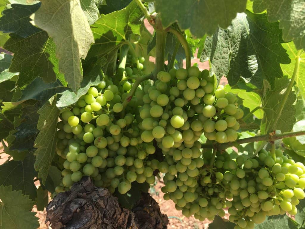  grapes at Oller Del Mas Vineyard