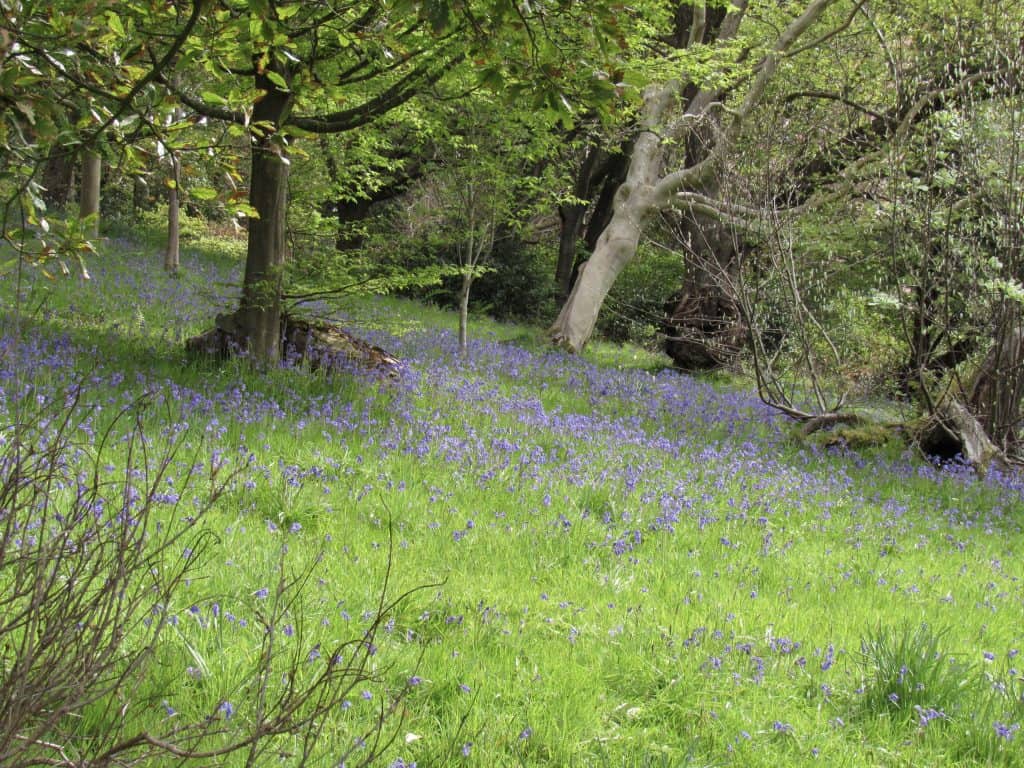 bluebells on Pollok House grounds in Glasgow