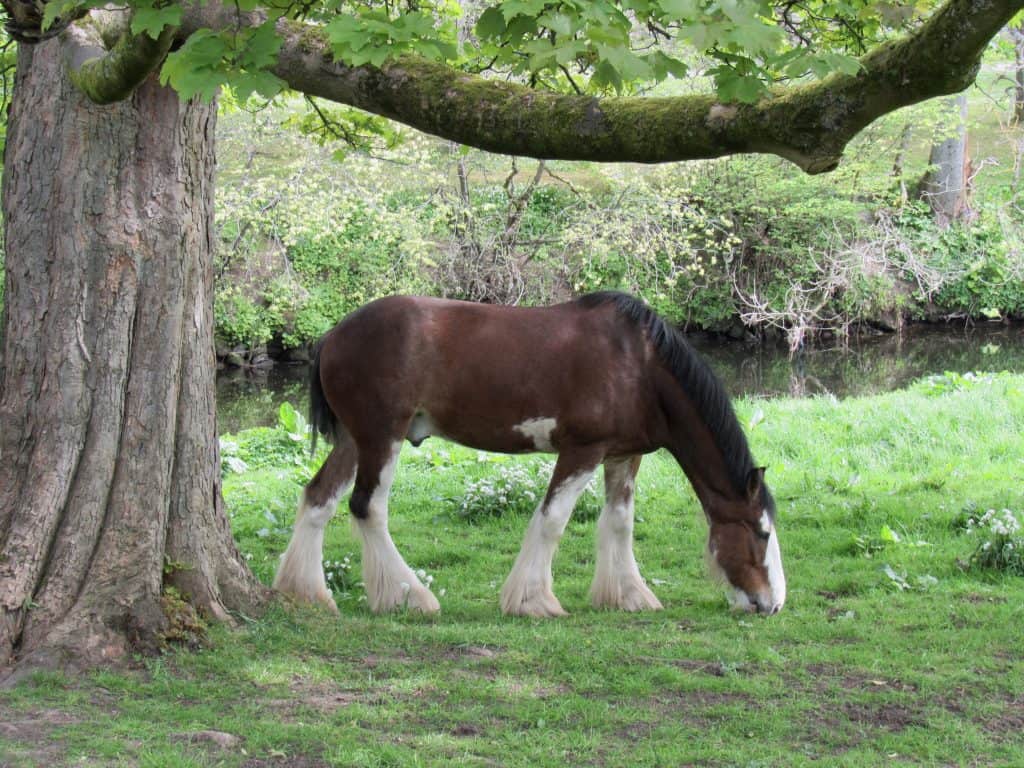 Clydesdale at Pollok House in Glasgow