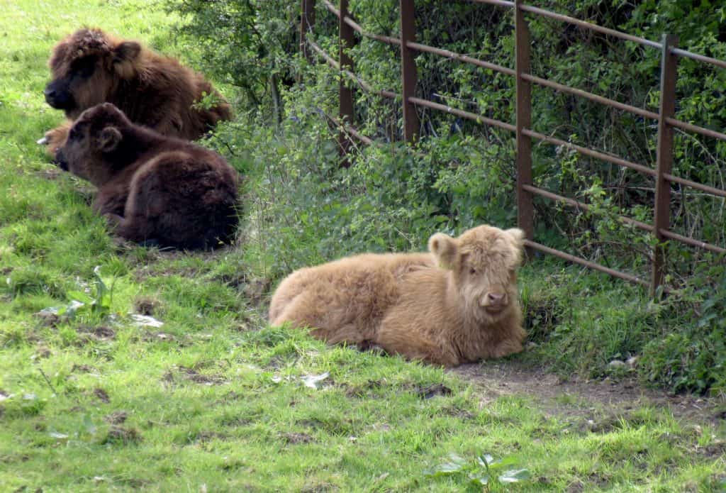 Highland cow calf in Pollock Park Glasgow