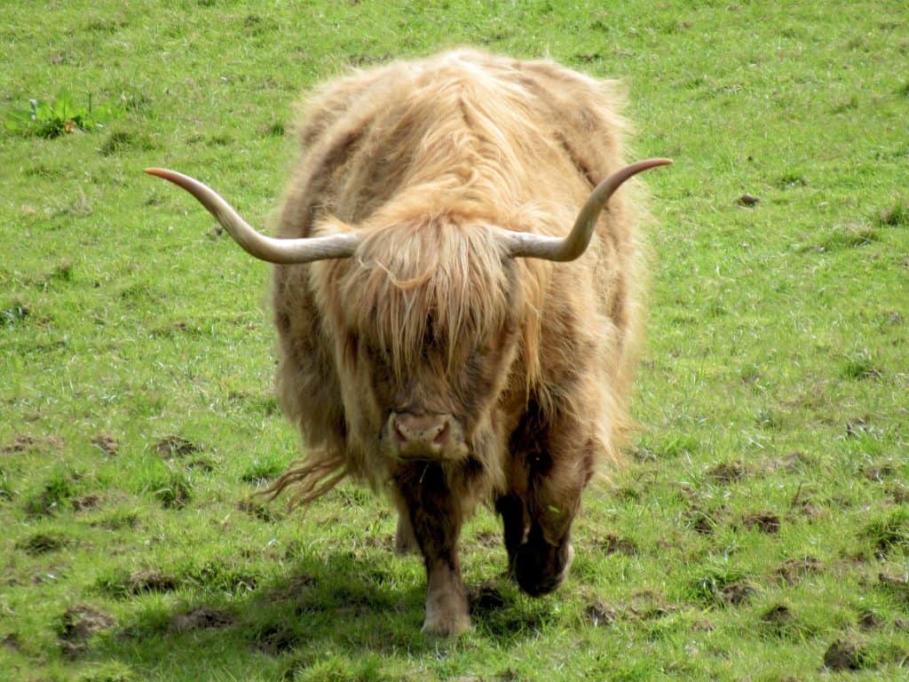 Highland cow in Pollock Park, Glasgow