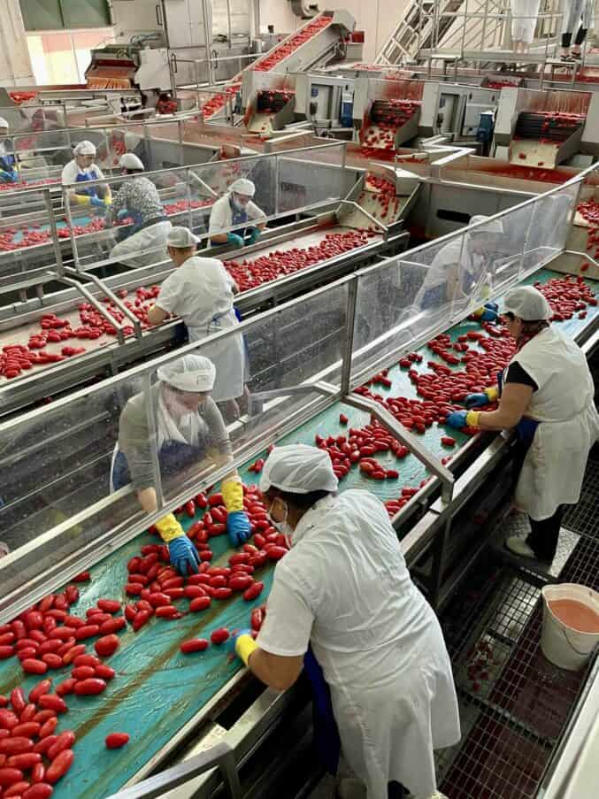 ladies working at the Ciao tomato factory